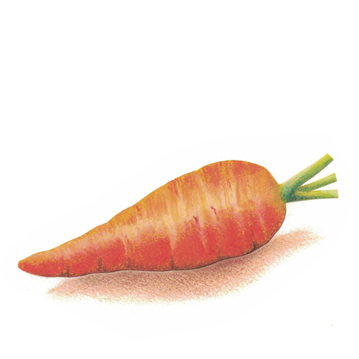 légume carotte 2.jpg